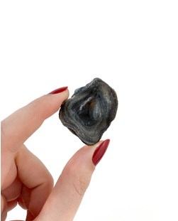 Pedra Calcedônia Concha bruta 10 a 20 gramas